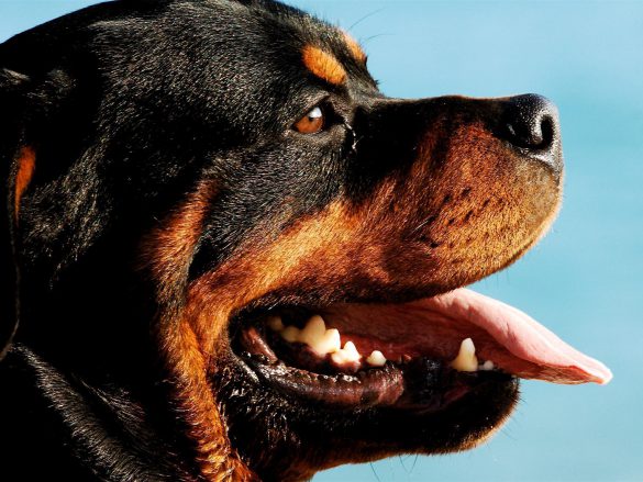 Rottweiler – tapety na pulpit (21)