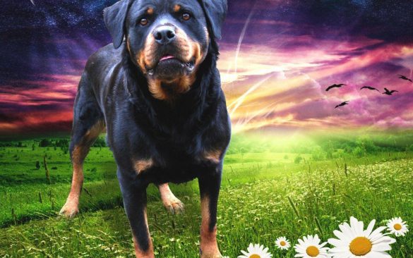 Rottweiler – tapety na pulpit (22)