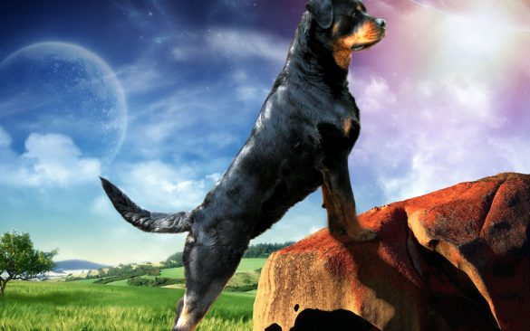 Rottweiler – tapety na pulpit (23)