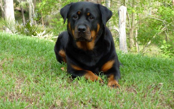 Rottweiler – tapety na pulpit (3)