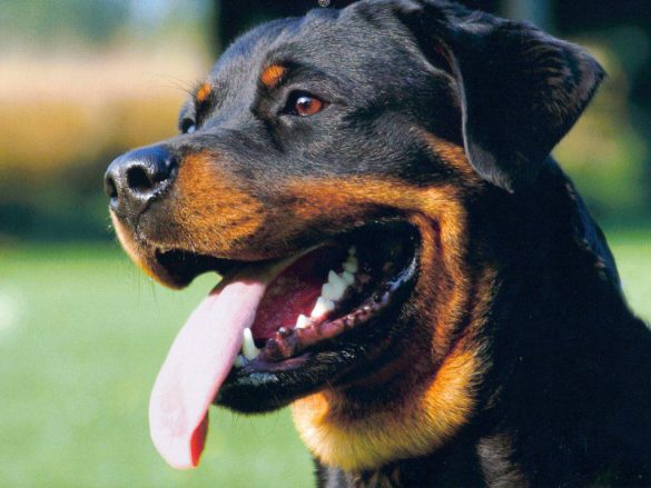 Rottweiler – tapety na pulpit (4)