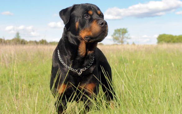 Rottweiler – tapety na pulpit (5)