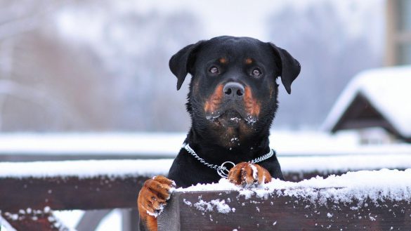 Rottweiler – tapety na pulpit (7)
