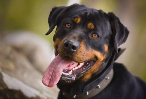 Rottweiler – tapety na pulpit (8)