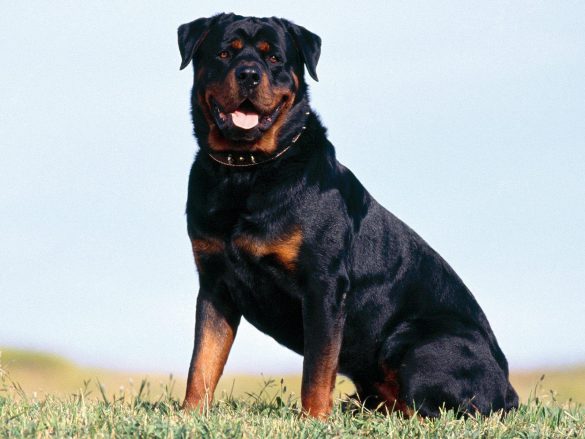 Rottweiler – tapety na pulpit (9)