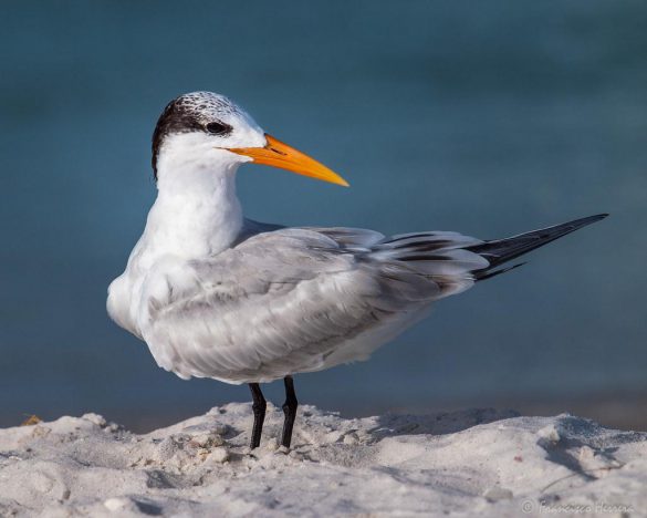 Rybitwa – tapety na pulpit (12)