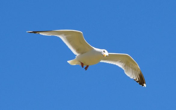 Rybitwa – tapety na pulpit (19)