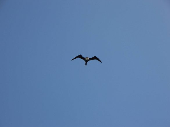 Rybitwa – tapety na pulpit (25)