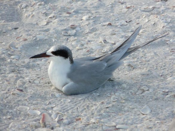 Rybitwa – tapety na pulpit (27)