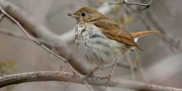 Rybitwa – tapety na pulpit (5)