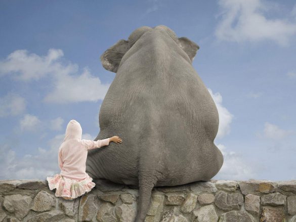 Słoń – tapety na pulpit (4)