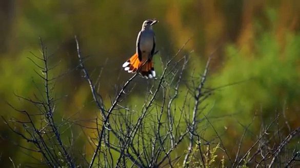 Słowik – tapety na smartfon i tablet (3)