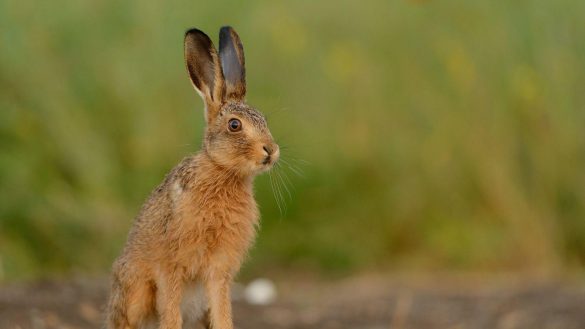 Zając – tapety na pulpit (5)