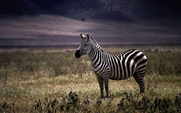 Zebra – tapety na pulpit (13)