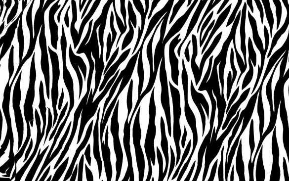 Zebra – tapety na pulpit (22)