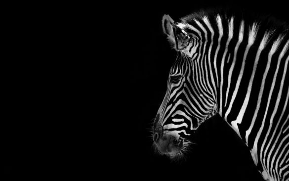 Zebra – tapety na pulpit (23)