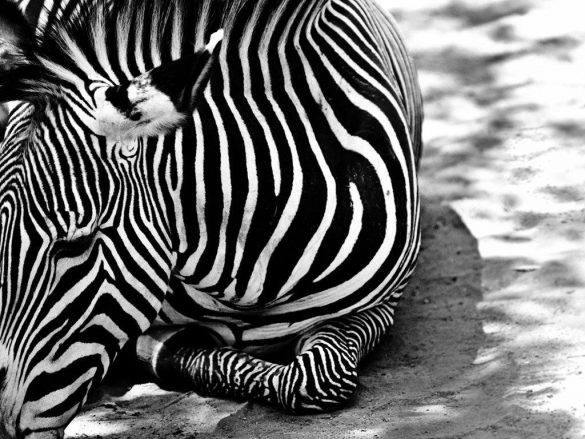 Zebra – tapety na pulpit (24)