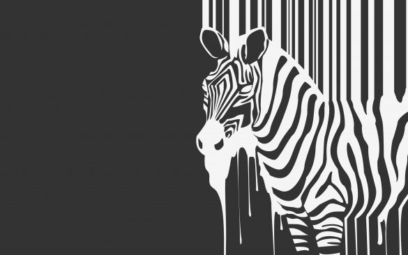 Zebra – tapety na smartfon i tablet (10)