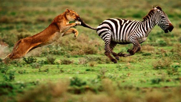 Zebra – tapety na smartfon i tablet (11)
