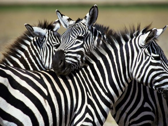 Zebra – tapety na smartfon i tablet (12)