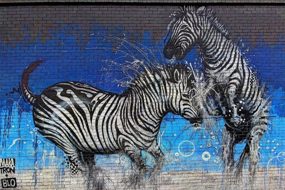 Zebra – tapety na smartfon i tablet (13)