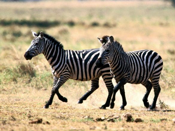Zebra – tapety na smartfon i tablet (14)