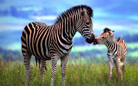 Zebra – tapety na smartfon i tablet (15)