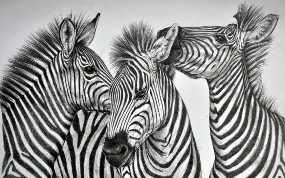 Zebra – tapety na smartfon i tablet (16)
