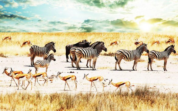 Zebra – tapety na smartfon i tablet (17)