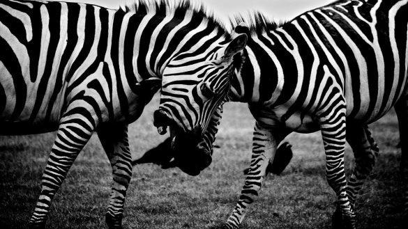 Zebra – tapety na smartfon i tablet (18)