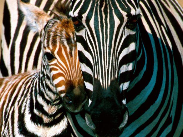 Zebra – tapety na smartfon i tablet (19)