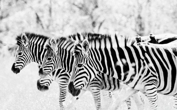 Zebra – tapety na smartfon i tablet (2)