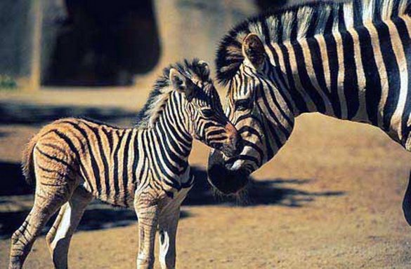 Zebra – tapety na smartfon i tablet (20)