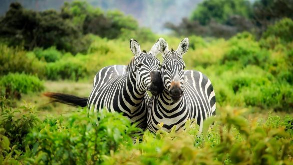 Zebra – tapety na smartfon i tablet (3)