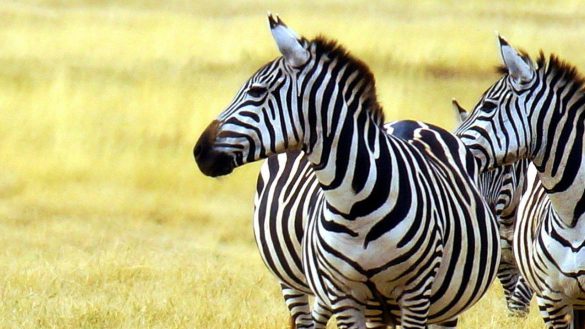 Zebra – tapety na smartfon i tablet (4)