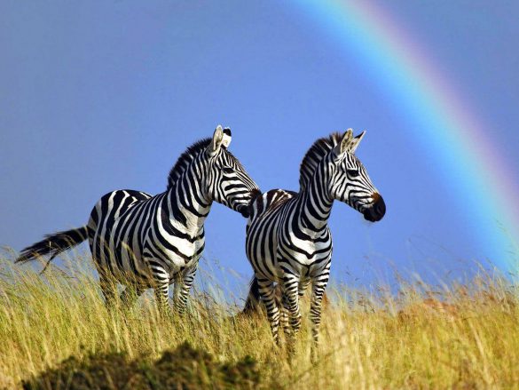 Zebra – tapety na smartfon i tablet (5)