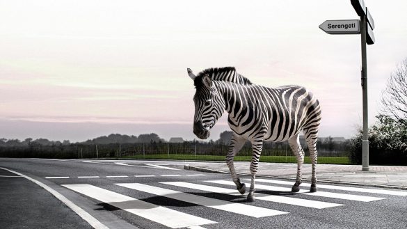 Zebra – tapety na smartfon i tablet (6)