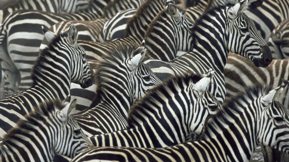 Zebra – tapety na smartfon i tablet (7)