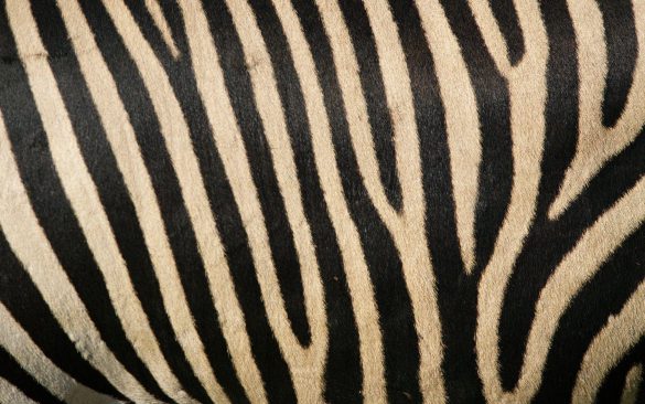 Zebra – tapety na smartfon i tablet (8)