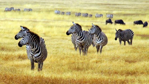 Zebra – tapety na smartfon i tablet (9)