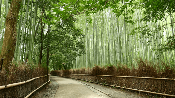 Bambusowy las Sagano – tapety na pulpit (1)