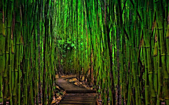 Bambusowy las Sagano – tapety na pulpit (13)