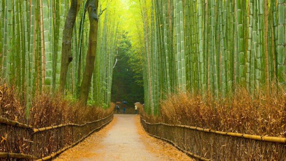 Bambusowy las Sagano – tapety na pulpit (7)