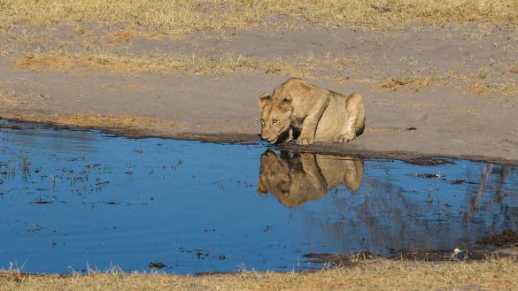 Nxai Pan – tapety na pulpit (16)