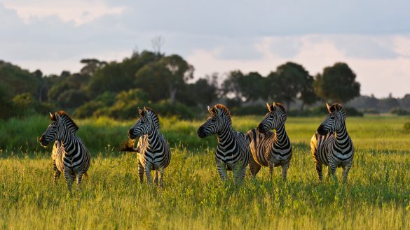 Nxai Pan – tapety na pulpit (7)