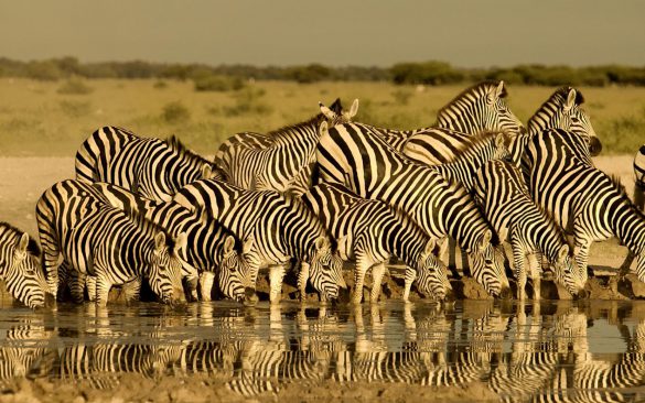 Nxai Pan – tapety na pulpit (8)