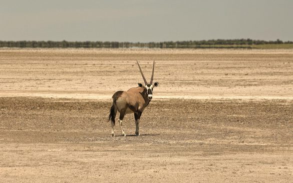 Nxai Pan – tapety na pulpit (9)