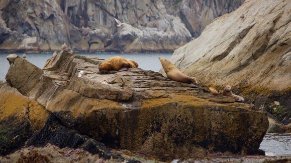 Park Narodowy Kenai Fjords – tapety na smartfon i tablet (2)
