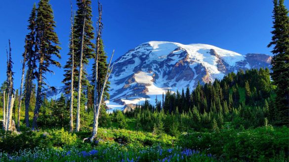 Park Narodowy Mount Rainier – tapety na smartfon i tablet (1)