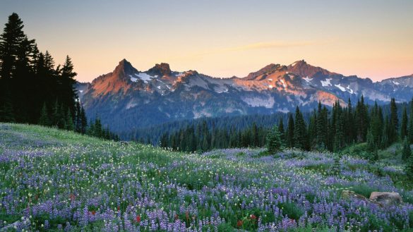Park Narodowy Mount Rainier – tapety na smartfon i tablet (14)